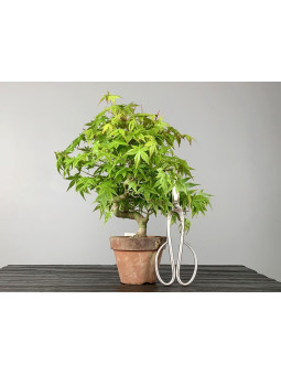 Bonsái Acer Palmatum Yamamomiji - Arce Japonés 20130/1