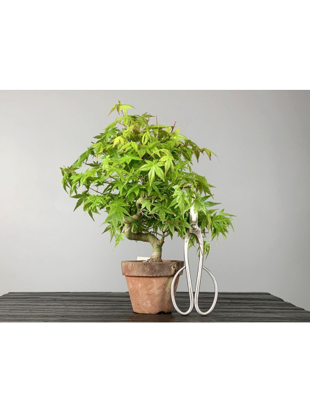 Bonsái Acer Palmatum Yamamomiji - Arce Japonés 20130/1