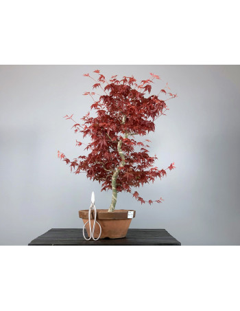 Bonsái Acer Palmatum Deshojo 20110