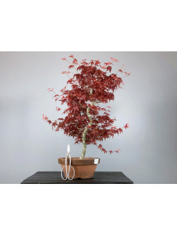 Bonsái Acer Palmatum Deshojo 20110