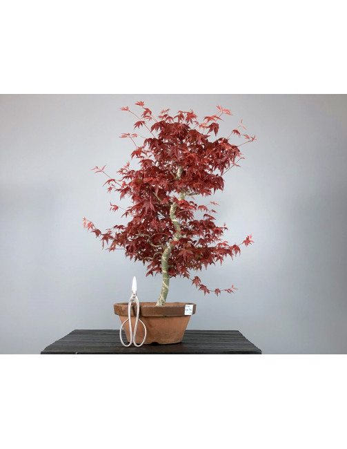 Bonsái Acer Palmatum Deshojo 20110