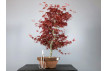 Bonsái Acer Palmatum Deshojo 20110