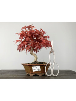 Bonsái Acer Palmatum Deshojo - Arce Japonés 20134/1