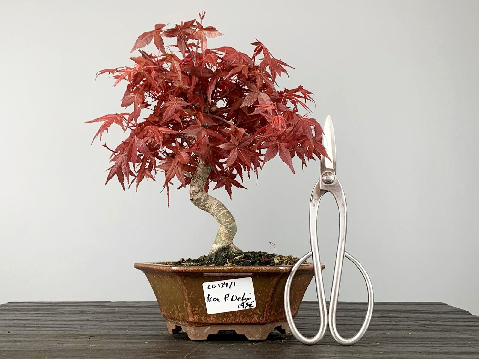 Bonsái Acer Palmatum Deshojo - Arce Japonés 20134/1