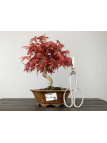 Bonsái Acer Palmatum Deshojo - Arce Japonés 20134/1