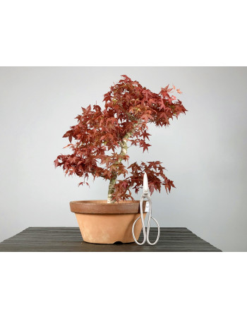 Bonsái Acer Palmatum Deshojo - Arce Japonés 20117