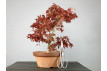 Bonsái Acer Palmatum Deshojo - Arce Japonés 20117