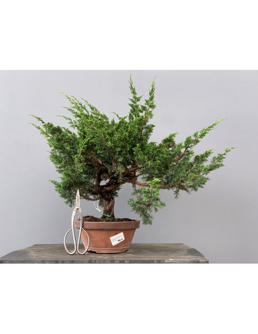 Prebonsái Juníperus Chinensis Itoigawa 19279/3 Prebonsái Juníperus Chinensis Itoigawa 19279/3