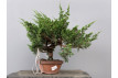 Prebonsái Juníperus Chinensis Itoigawa 19279/3 Prebonsái Juníperus Chinensis Itoigawa 19279/3