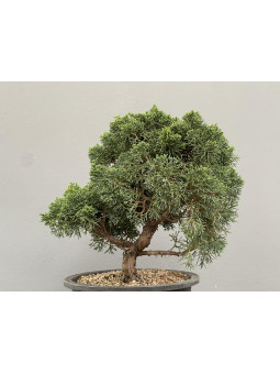 Bonsái Pyracantha 20548/4