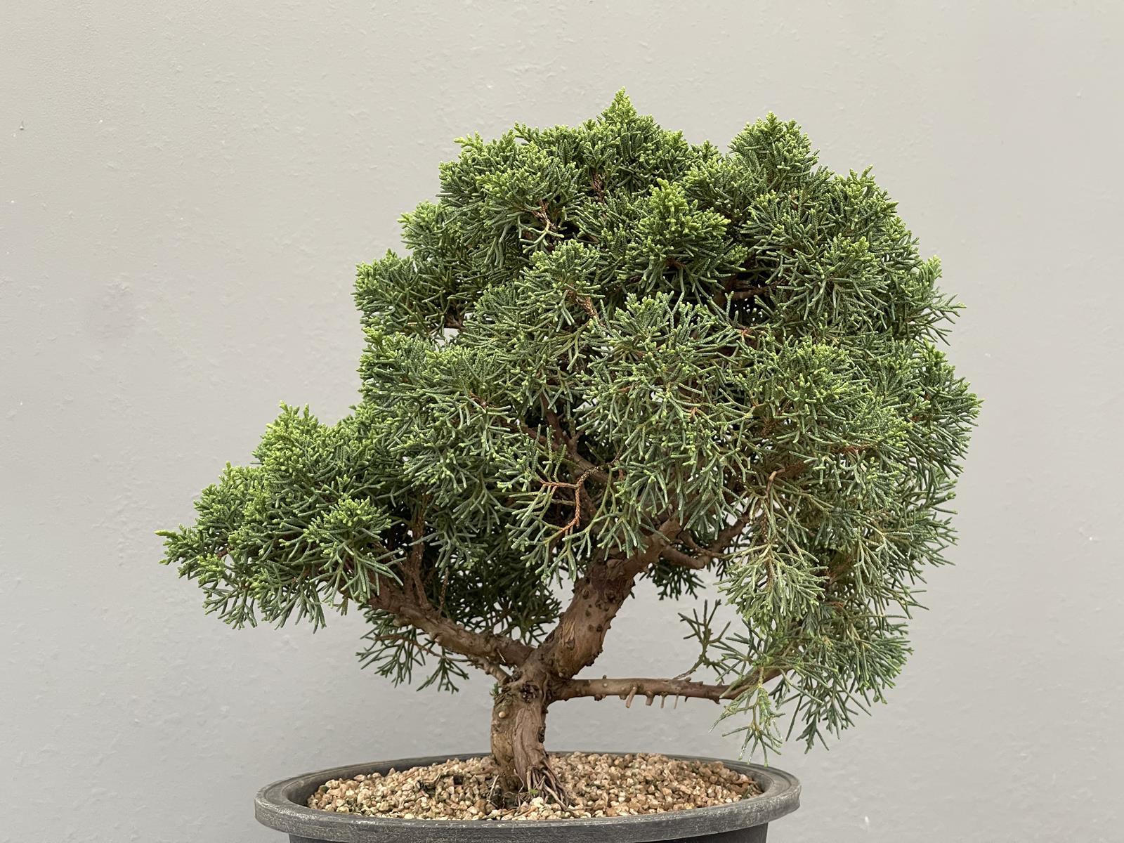 Bonsái Pyracantha 20548/4