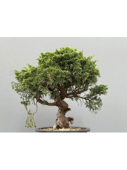 Bonsái Pyracantha 20548/1