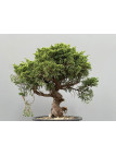 Bonsái Pyracantha 20548/1