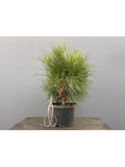 Prebonsái Pinus Thunbergii ? Pino Negro Japonés 20712/5