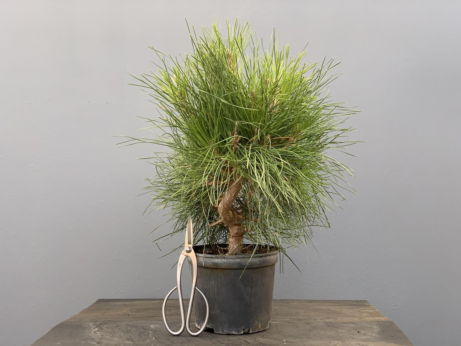 Prebonsái Pinus Thunbergii ? Pino Negro Japonés 20712/5