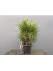 Prebonsái Pinus Thunbergii ? Pino Negro Japonés 20712/5