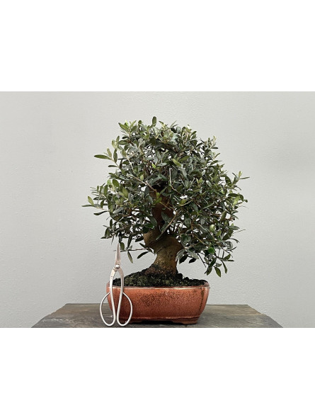 Bonsái Olea Europea ? Olivo 20800/2
