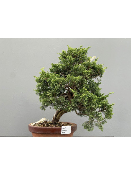 Bonsái Pyracantha 20832