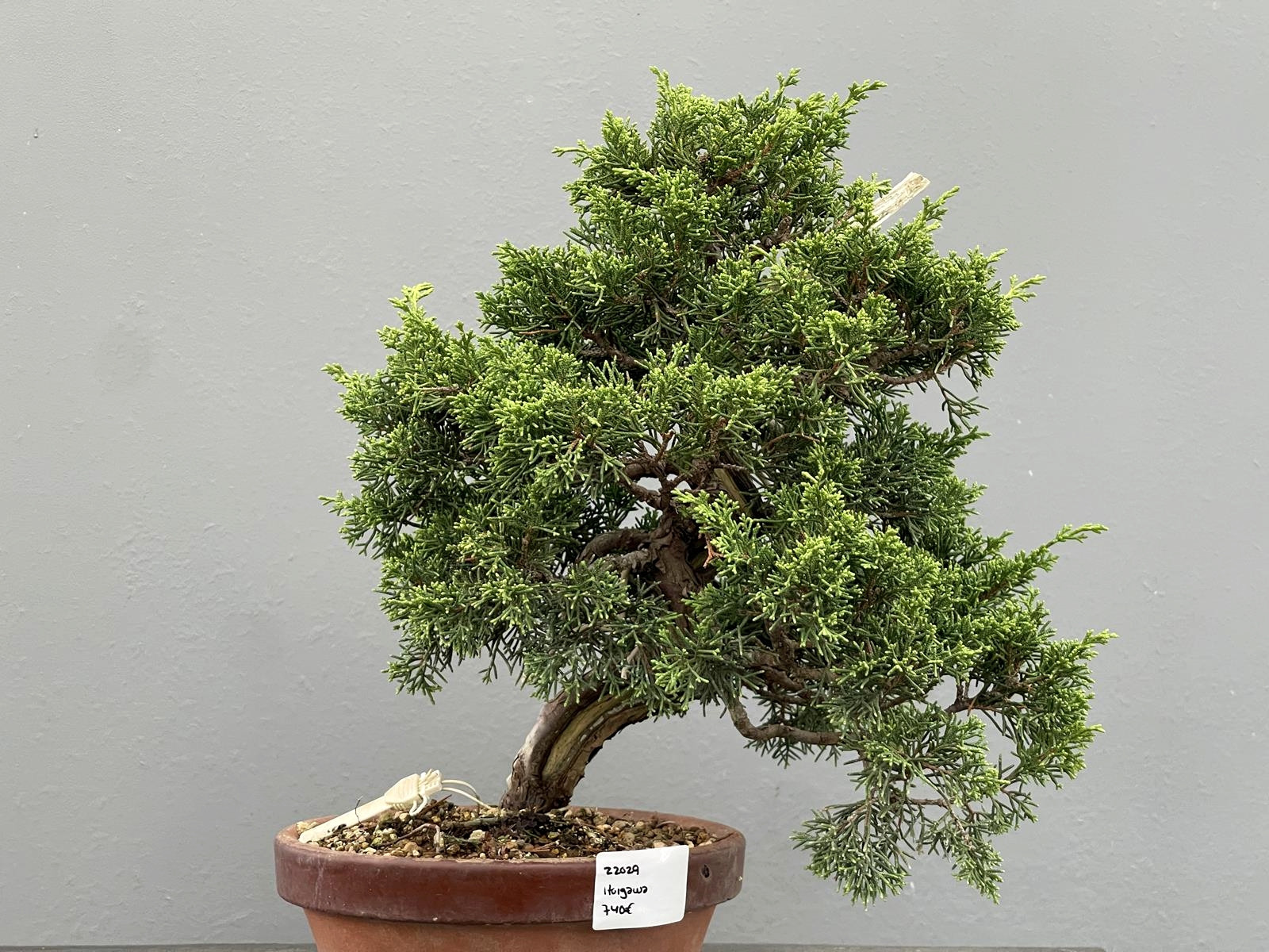 Bonsái Pyracantha 20832