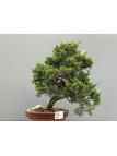 Bonsái Pyracantha 20832