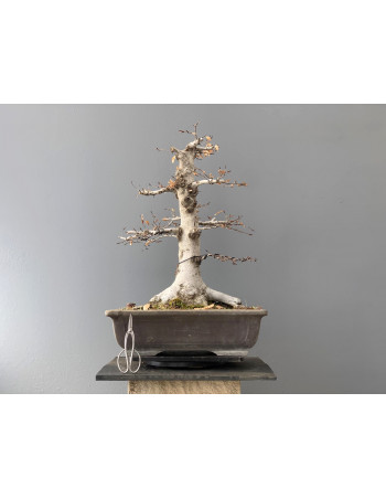 Bonsái Fagus Crenata - Haya 18986