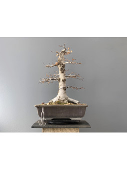 Bonsái Fagus Crenata - Haya 18986