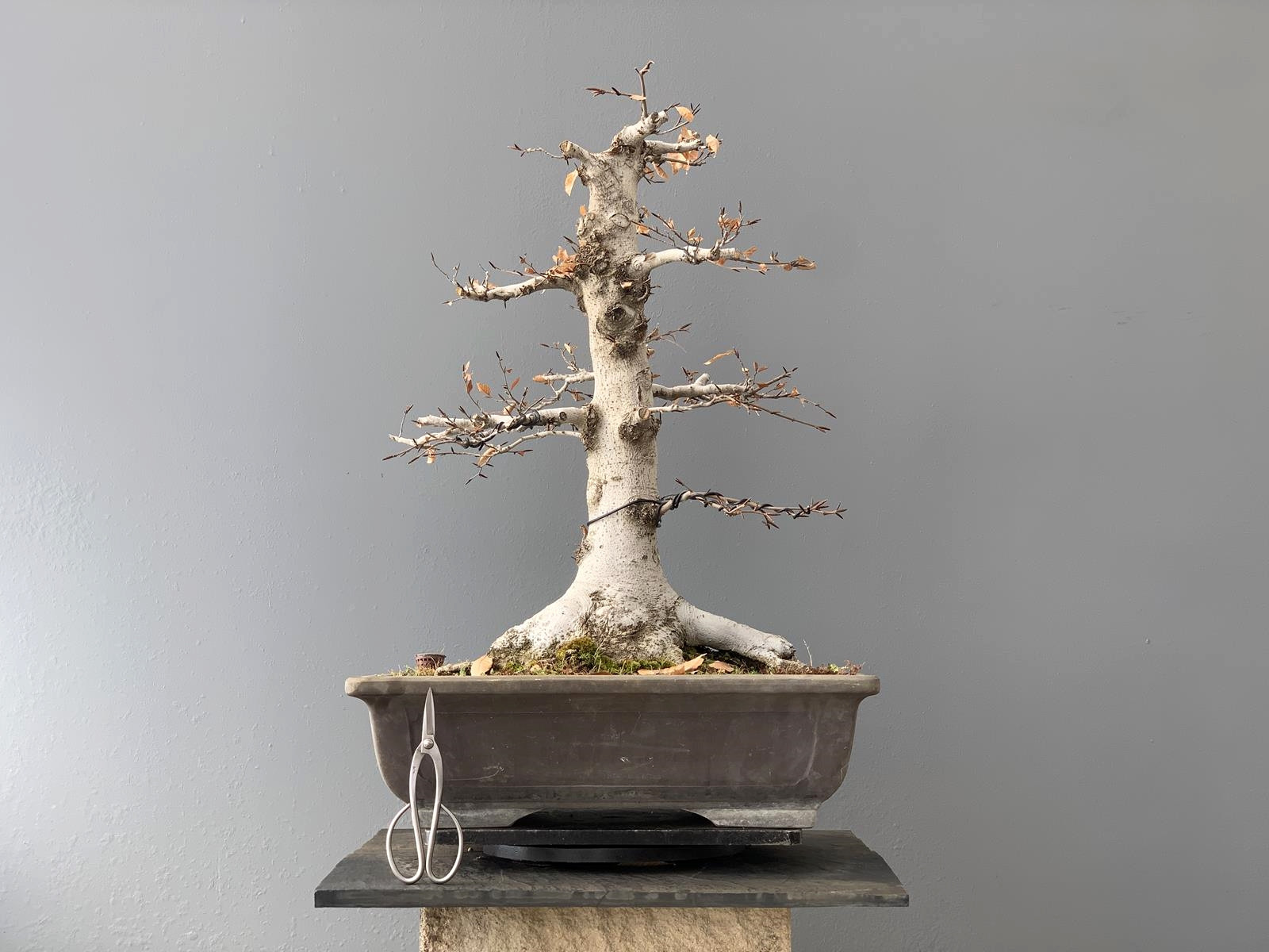 Bonsái Fagus Crenata - Haya 18986