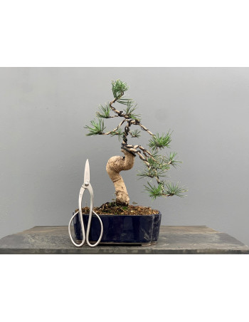 Bonsái Pinus Sylvestris - Pino Silvestre 20978/6