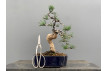 Bonsái Pinus Sylvestris - Pino Silvestre 20978/6