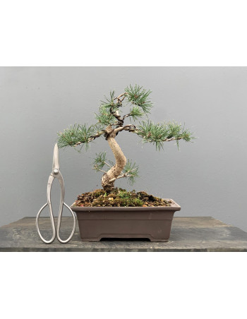 Bonsái Pinus Sylvestris - Pino Silvestre 20978/5
