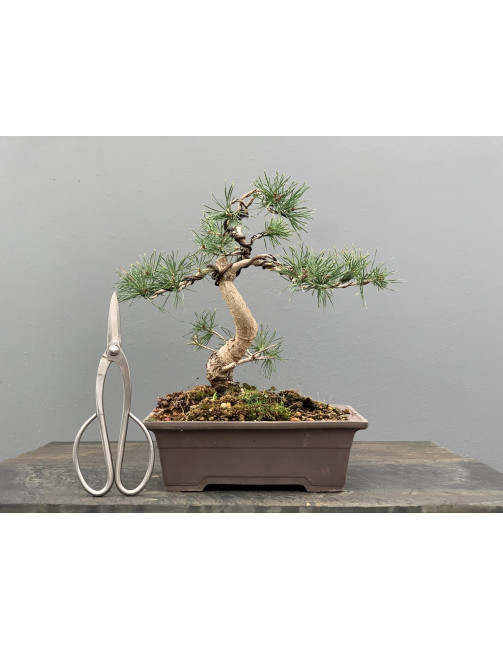 Bonsái Pinus Sylvestris - Pino Silvestre 20978/5