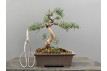 Bonsái Pinus Sylvestris - Pino Silvestre 20978/5