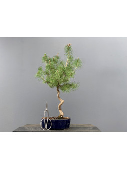 Prebonsái Pinus Sylvestris - Pino Silvestre 20977/12