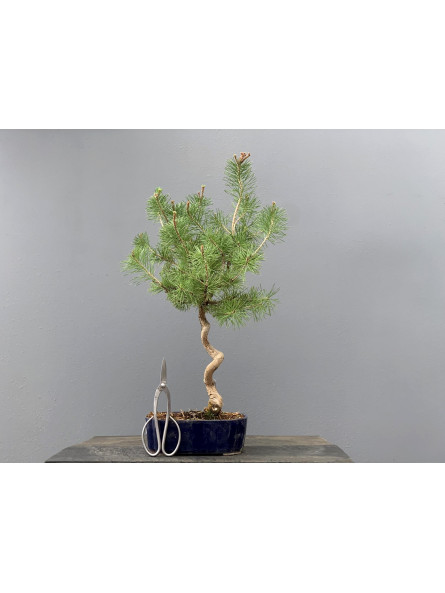 Prebonsái Pinus Sylvestris - Pino Silvestre 20977/12