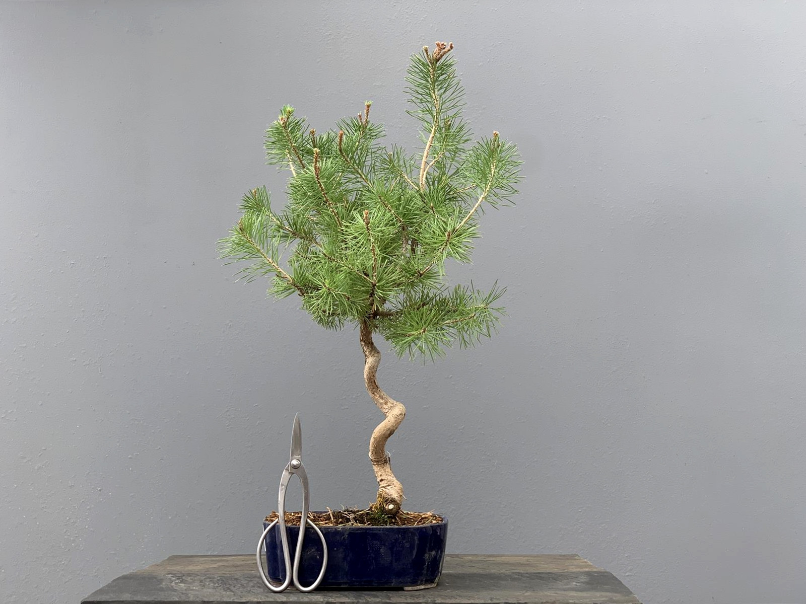 Prebonsái Pinus Sylvestris - Pino Silvestre 20977/12
