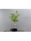 Prebonsái Pinus Sylvestris - Pino Silvestre 20977/12