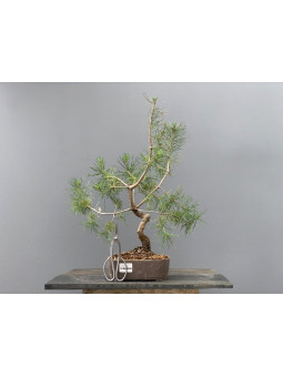 Prebonsái Pinus Sylvestris - Pino Silvestre 20977/10