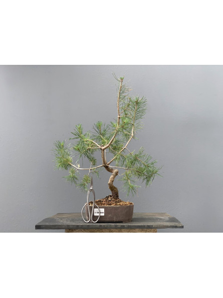Prebonsái Pinus Sylvestris - Pino Silvestre 20977/10