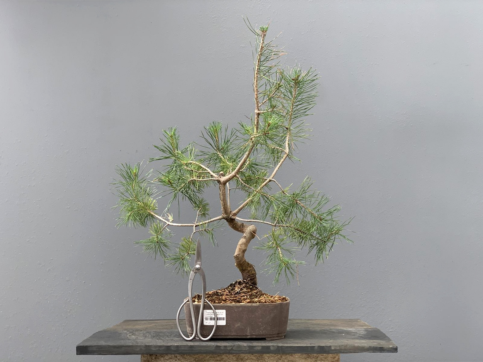 Prebonsái Pinus Sylvestris - Pino Silvestre 20977/10