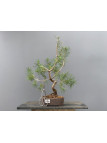 Prebonsái Pinus Sylvestris - Pino Silvestre 20977/10