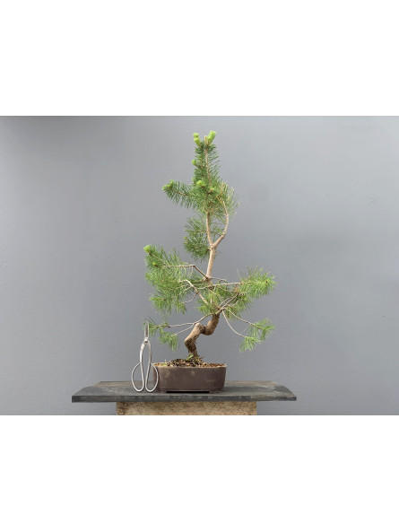 Prebonsái Pinus Sylvestris - Pino Silvestre 20977/47