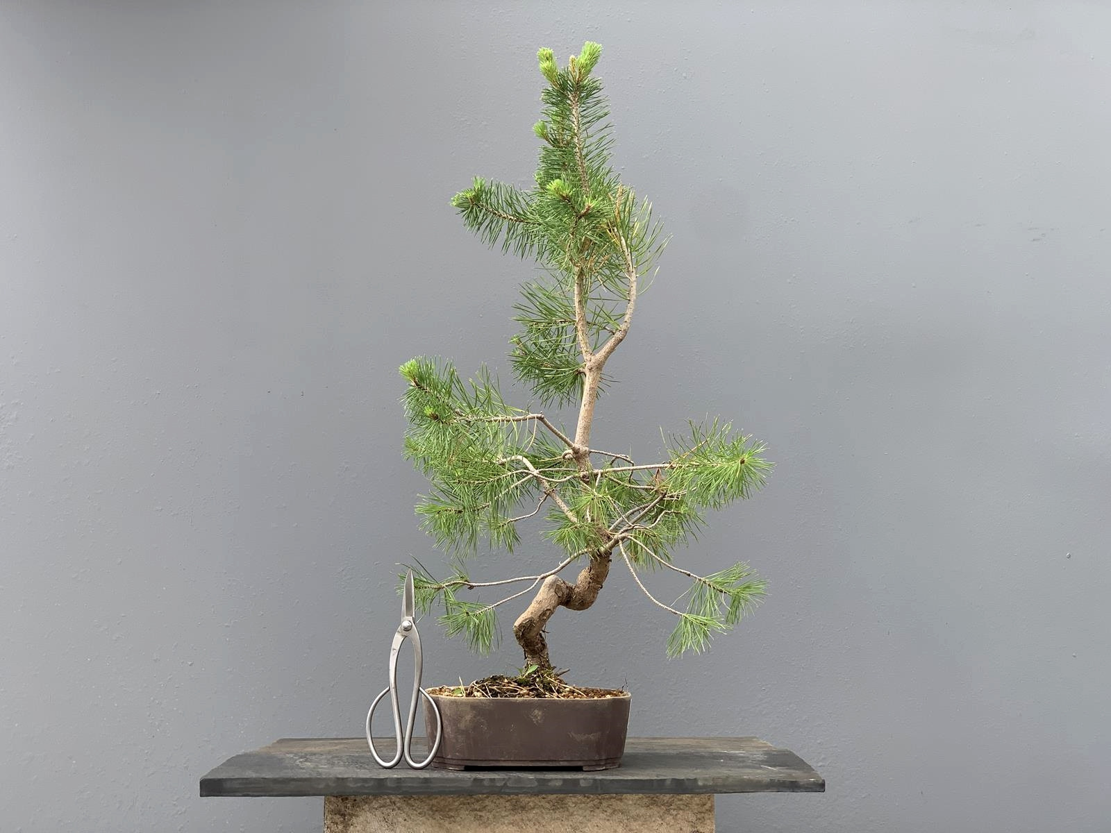 Prebonsái Pinus Sylvestris - Pino Silvestre 20977/47