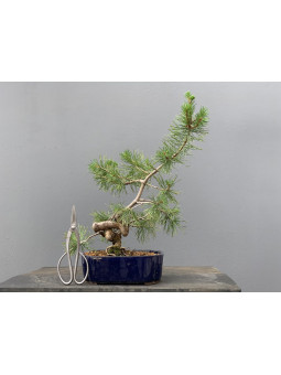 Prebonsái Pinus Sylvestris - Pino Silvestre 20977/3