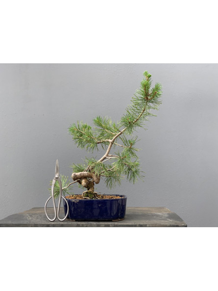 Prebonsái Pinus Sylvestris - Pino Silvestre 20977/3