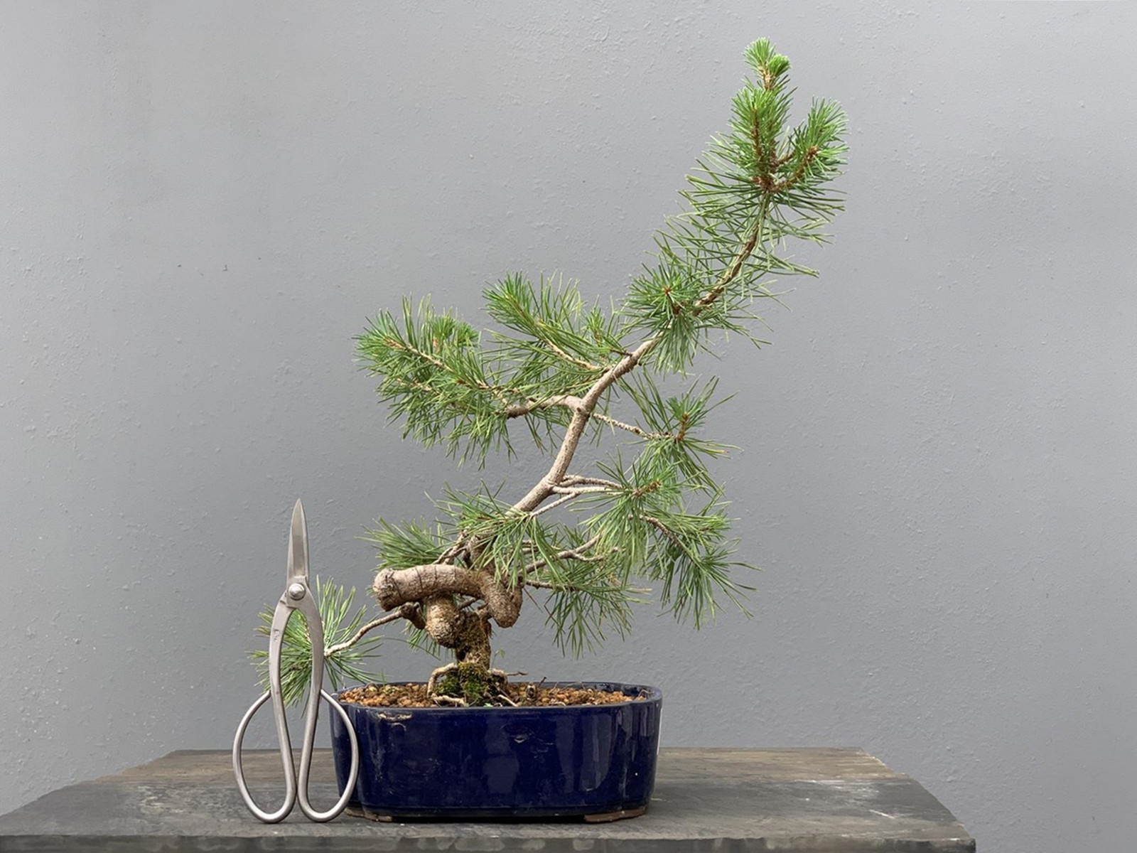 Prebonsái Pinus Sylvestris - Pino Silvestre 20977/3