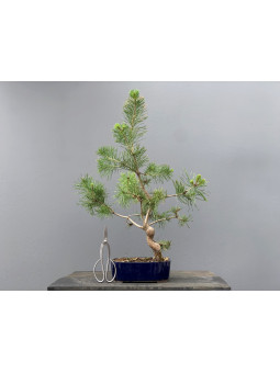 Prebonsái Pinus Sylvestris - Pino Silvestre 20977/43