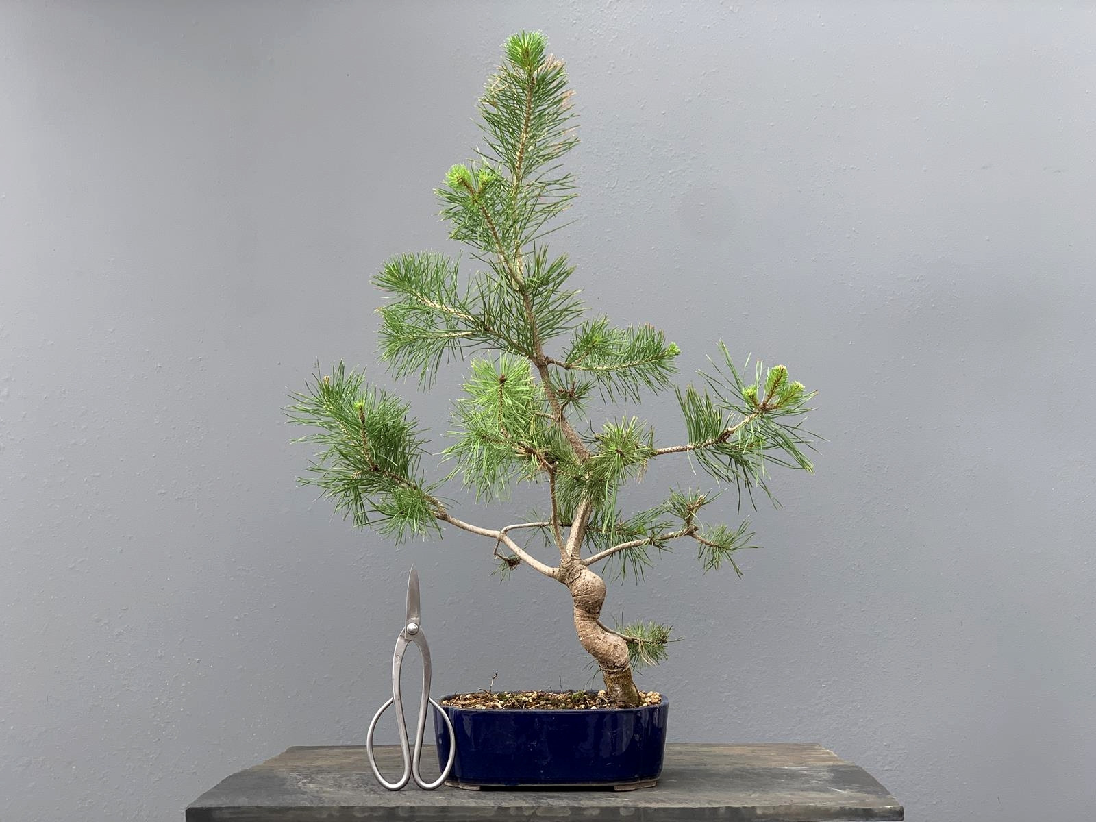 Prebonsái Pinus Sylvestris - Pino Silvestre 20977/43