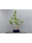 Prebonsái Pinus Sylvestris - Pino Silvestre 20977/43