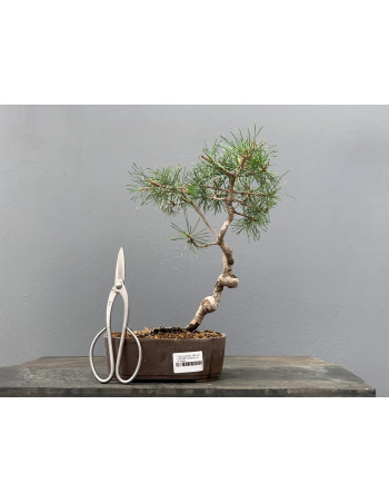 Prebonsái Pinus Sylvestris - Pino Silvestre 20977/20