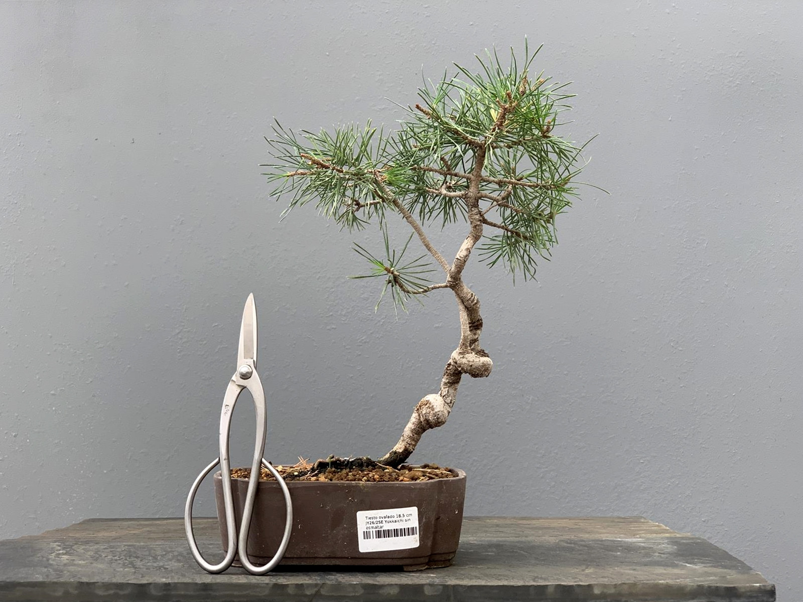 Prebonsái Pinus Sylvestris - Pino Silvestre 20977/20